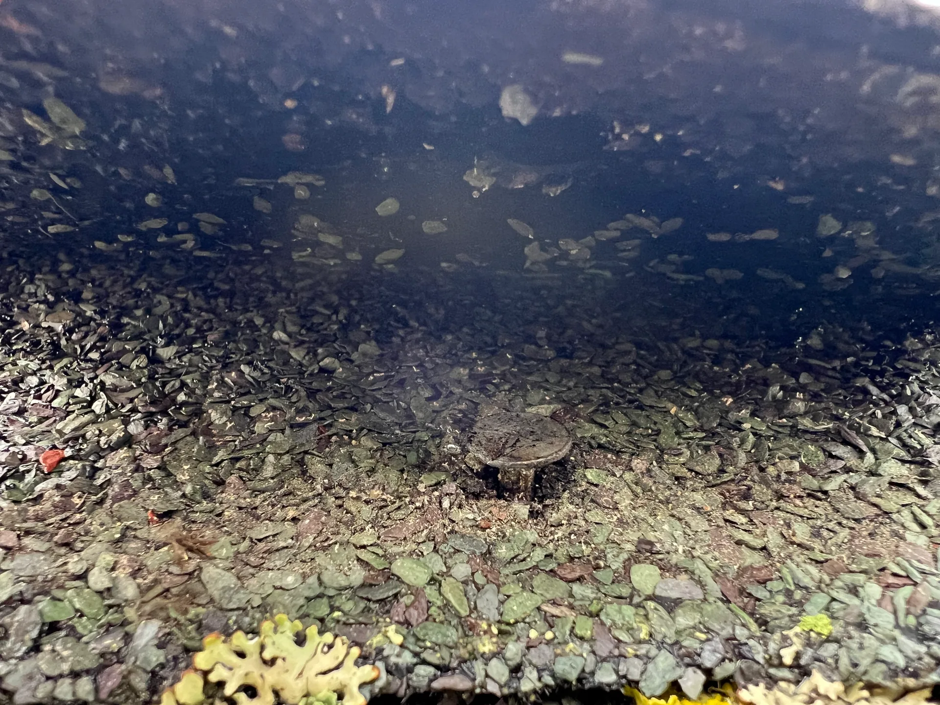 Lähikuva vanhan katon pinnasta, jossa jäkälää ja ruostunut naulan kanta, Taipalsaari.